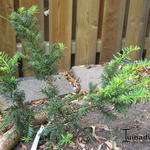 Taxus baccata ‘Dovastonii Aurea’ - Venijnboom