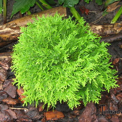 Levensboom - Thuja occidentalis 'Mirjam'