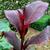 Canna x generalis 'Red Velvet'