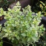 Origanum vulgare 'Panta' - Witbonte wilde marjolein, oregano