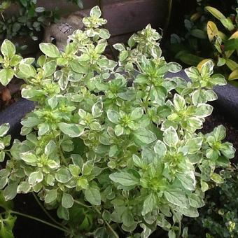 Origanum vulgare 'Panta'