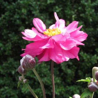 Anemone hupehensis 'PRETTY LADY Julia'