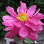 Anemone hupehensis 'PRETTY LADY Julia' - Herfstanemoon