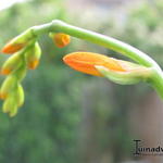 Crocosmia 'John Boots' - Montbretia