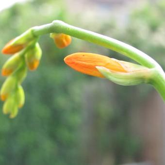 Crocosmia 'John Boots'