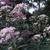 Eupatorium maculatum 'Album'