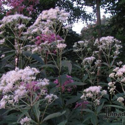 Leverkruid, Koninginnekruid - Eupatorium maculatum 'Album'