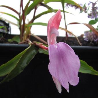 Roscoea purpurea 'Spice Island'