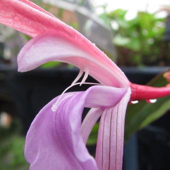 Roscoea purpurea 'Spice Island'