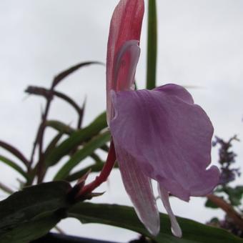 Roscoea purpurea 'Spice Island'