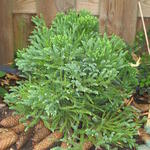 Cryptomeria japonica ‘Little Diamond' - Japanse ceder