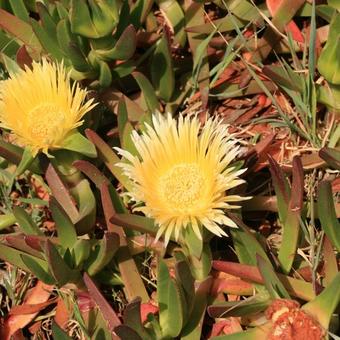 Carpobrotus edulis