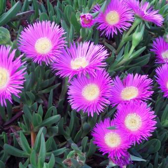 Carpobrotus edulis