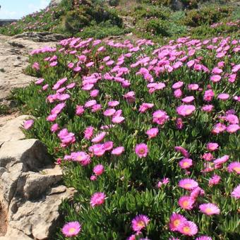 Carpobrotus edulis