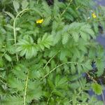 Potentilla anserina - Zilverschoon