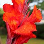 Canna x generalis 'Red Velvet' - Bloemriet