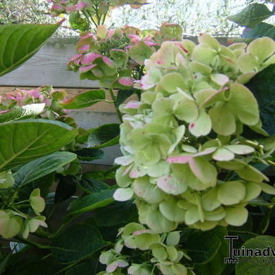 Hortensia - Hydrangea macrophylla 'Teller White'