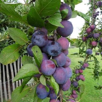 Prunus domestica 'Bleue de Belgique'