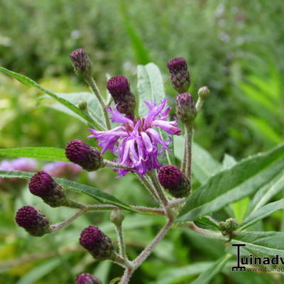 Vernonia - Vernonia crinita 'JS Betty Blindeman'