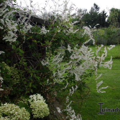 Fallopia baldschuanica - Bruidsluier