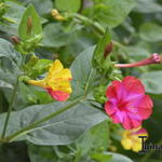 Mirabilis jalapa - Nachtschone