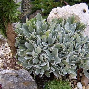 Helichrysum sibthorpii