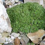 Draba bryoides imbricata 'Compacta' - Hongerbloempje