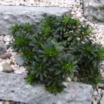 Daphne arbuscula f. grandiflora