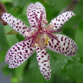 Tricyrtis formosana