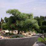 Abies concolor 'Piggelmee' - Colorado den