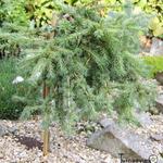 Larix kaempferi 'Blue Kroc' - Japanse larix