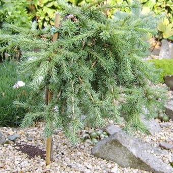 Larix kaempferi 'Blue Kroc'