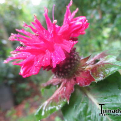 Bergamotplant - Monarda didyma 'Fireball'