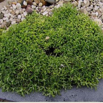 Antennaria dioica 'Roy Davidson'