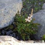 Astilbe glaberrima var. saxatilis - Rotsspirea