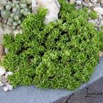 Sedum trollii - Sedum trollii