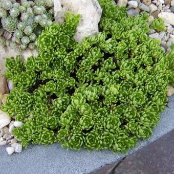 Sedum trollii