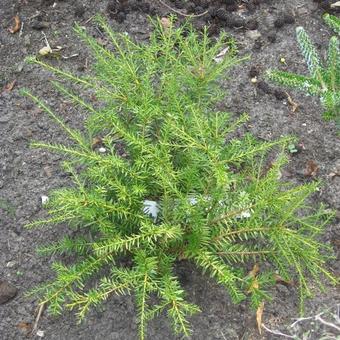 Podocarpus nivalis 'Country Park Fire'