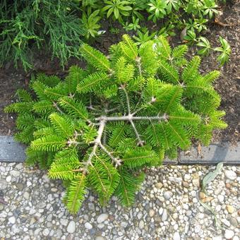 Abies nordmanniana 'Barabits Compact'