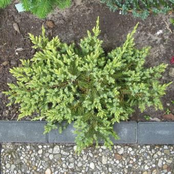 Juniperus squamata 'Dream Joy'