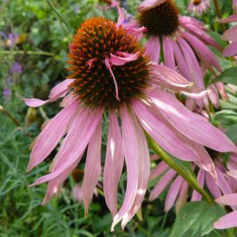 Echinacea purpurea 'Double Decker'