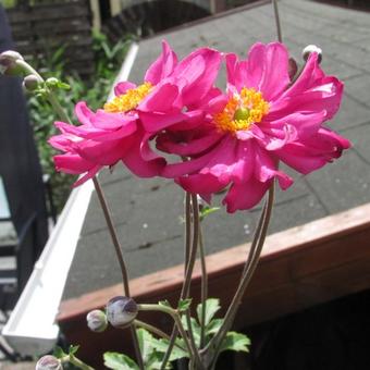 Anemone hupehensis 'PRETTY LADY Julia'