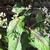 Persicaria microcephala 'Red Dragon'