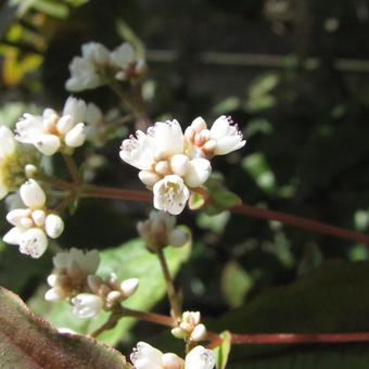 Persicaria microcephala 'Red Dragon'