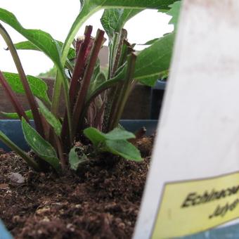 Echinacea '4th of July'