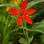 Silene regia - Nachtsilene