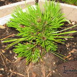 Pinus heldreichii 'Schmidtii' - Slangenhuidden