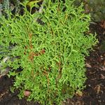 Thuja occidentalis 'Tiny Tim' - Westerse levensboom