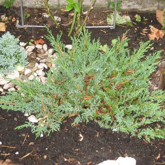 Juniperus horizontalis 'Hughes'