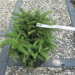 Picea abies 'Repens' - Fijnspar